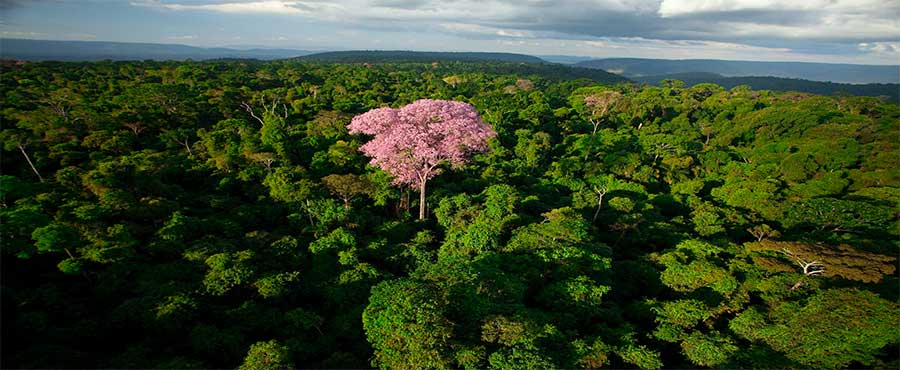 Discipline and Develop: Destruction of the Brazil Nut Forest in the Lower Amazon Basin