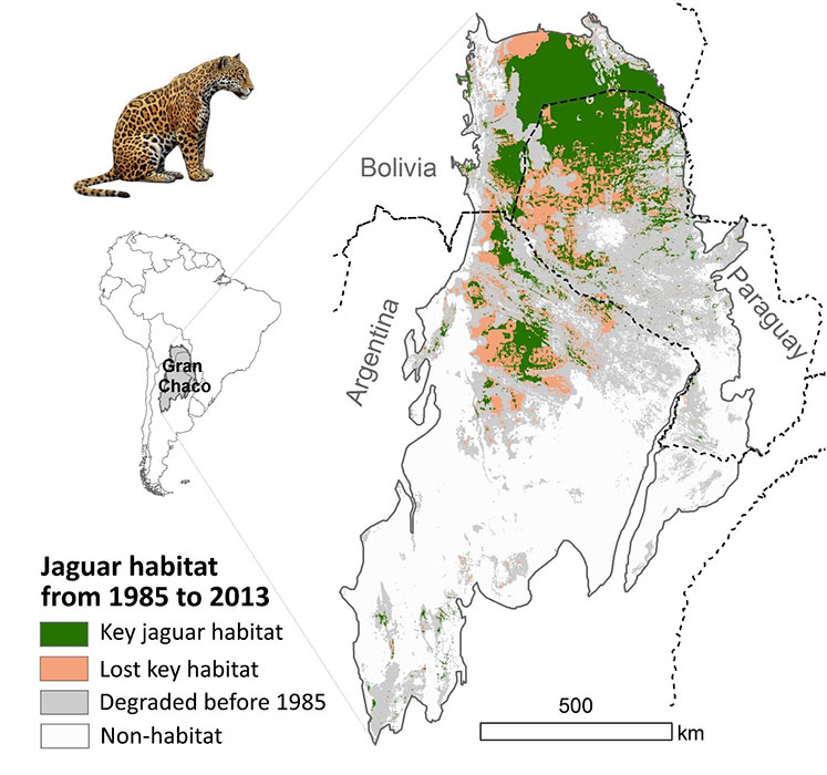 Jaguar-Habitat-Web